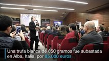 Una trufa blanca de Alba subastada en 85.000 euros