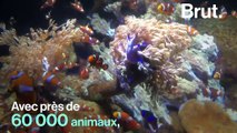 Dans les coulisses du plus grand aquarium d’Europe où on alerte sur l’impact de l’homme sur la vie sous-marine