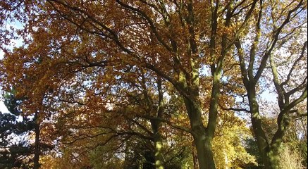 GOODLINES: 13th November 2018