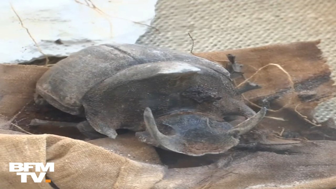 Une rare collection de scarabées momifiés a été découverte en Égypte