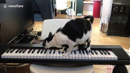 This cat sings a song while playing a tune on the piano