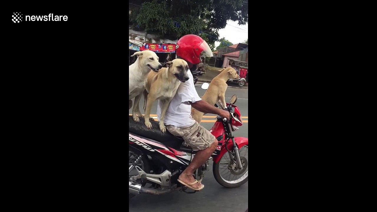 Man balances his three dogs on motorcycle as he goes for a ride