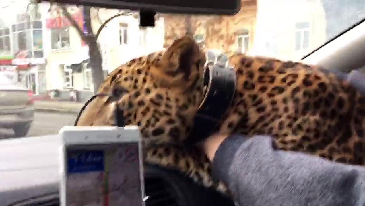 Leopard Takes a Taxi
