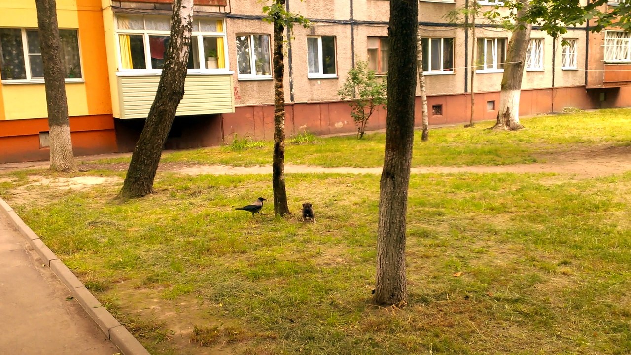 Crow vs. Puppy