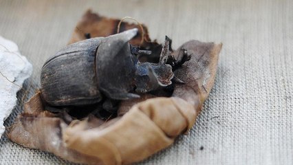 Encuentran en Egipto dos escarabajos momificados, un hallazgo único en el mundo