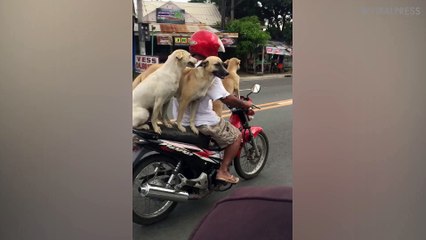 Three Dogs Riding Motorcycle
