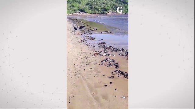 Dezenas de peixes mortos são encontrados em praia de Guarapari.