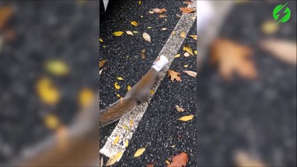 Ce petit écureuil a un gobelet coincé sur sa tête