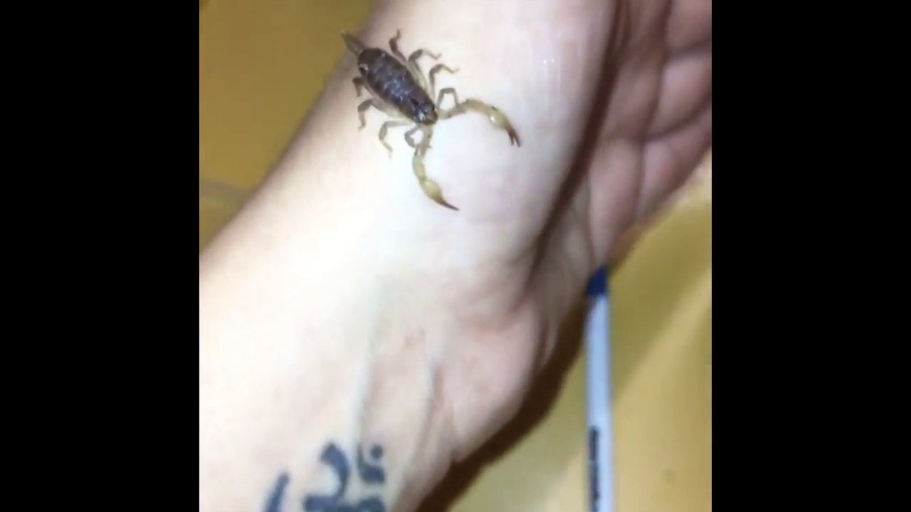 Cette australienne s'amuse avec son petit scorpion... Dangereux