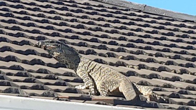 Monitor Lizard Walks on Roof