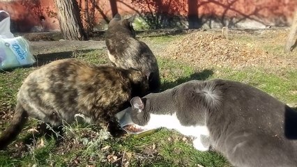 One hungry cat, the second hungry cat, the third hungry cat. [Cat life on the street]