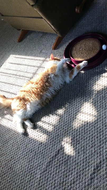 Lazy Kitty Plays with Ball Toy