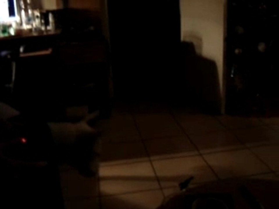 Picooz vs bull terrier 2