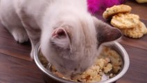 3-Ingredient Salmon Treats Your Cat Will Love!