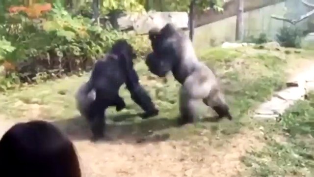 Deux gorilles règlent leurs comptes dans un zoo