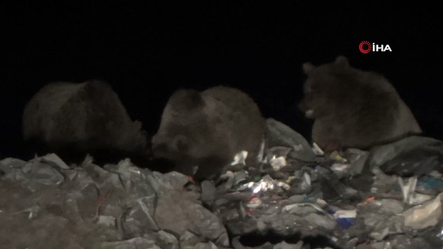 Ayılar Sarıkamış’ta kış uykusu öncesi besin depoluyor