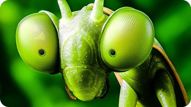 MINUSCULE 2 LES MANDIBULES DU BOUT DU MONDE Bande Annonce (2019)