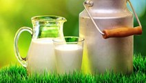 Toplanan İnek Sütü Miktarı Eylülde Arttı