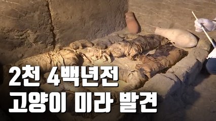 [자막뉴스] 이집트 무덤서 고양이 미라 발굴