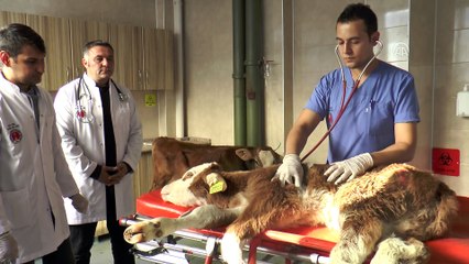 Hayvan hastanesinden ekonomiye 'buzağı' katkısı - KAYSERİ