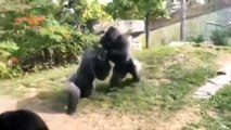 Deux gorilles règlent leurs comptes dans un zoo