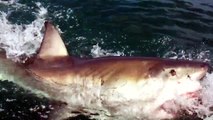 Shark boat worker has close call with great white