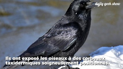 Certains corbeaux sont des nécrophiles