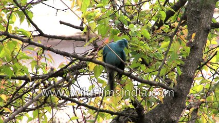 The bluest blue you ever saw - cute Verditer Flycatcher shows off his colours