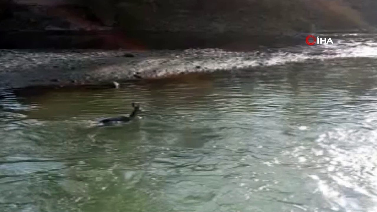 Avcılardan kaçan yavru dağ keçisi düştüğü çayda sürüklendi