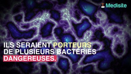 Pommeau de douche : des risques d'infections pulmonaires