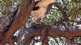 Mother Cheetah Save His Baby Fail and HuNT EAGLE