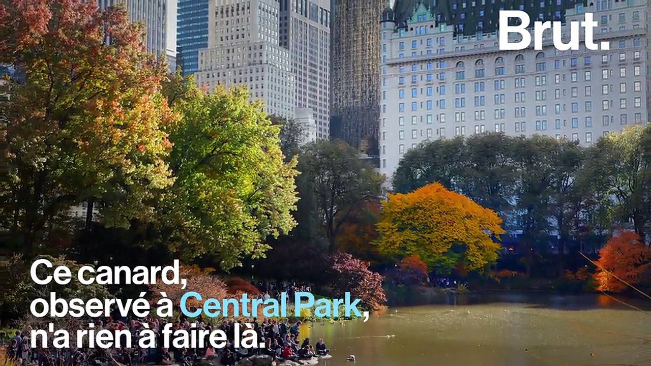 Un canard originaire d’Asie du Nord Est observé à Central Park