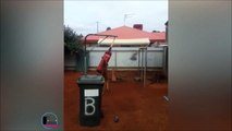 Il trouve un kangourou qui boxe dans son jardin