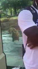 Un tigre en mode chasseur dans un zoo