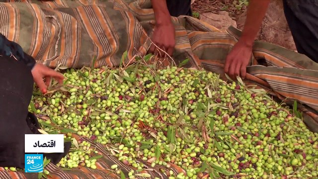 الأردن.. المزارعون يتوقعون أرباحا كبيرة في موسم قطاف الزيتون