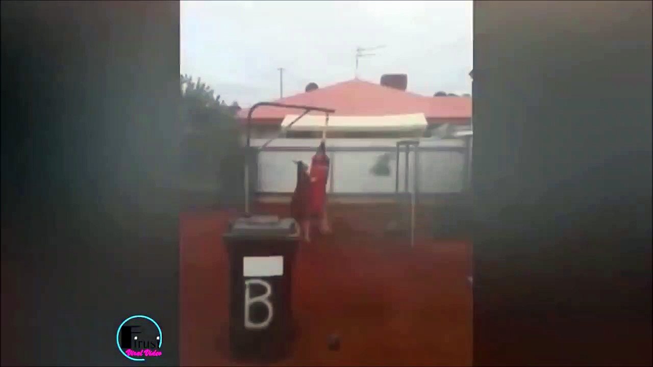 Il trouve un kangourou qui boxe dans son jardin