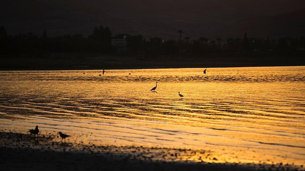 Hunderttausende Kraniche ziehen über Ungarn