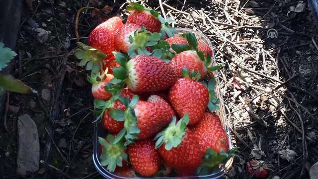 'Vali Hanım' çileği üreticinin yüzünü güldürdü - MUĞLA