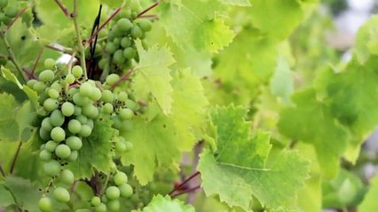 Grapes - #중절수술 [중절수술비용wwee338899@gmail.com   ~메일로 문의하세요.] 중절가능한병원