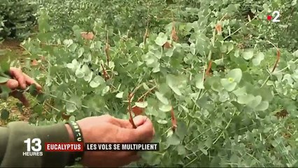 Var et Alpes-Maritimes : le vol d'eucalyptus, un fléau pour les producteurs