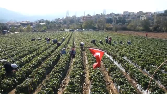 Vali Hanım Çileği Üreticinin Yüzünü Güldürdü