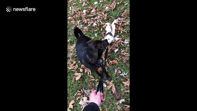 This dog really doesn’t want his first walkies to end