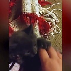 Look how cute these kittens are!!