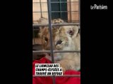 Le lionceau découvert dans une Lamborghini sur les Champs-Élysées a trouvé un refuge