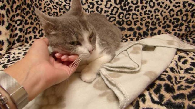 La Louvière : Le bar à chats ouvre officiellement ses portes et accueille enfin ses premiers clients