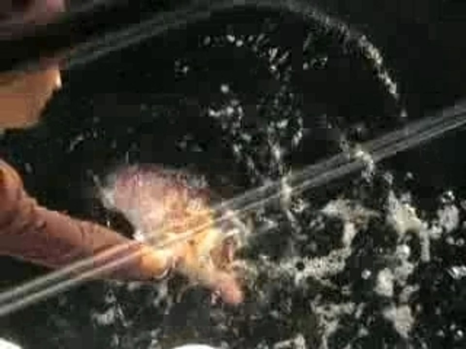 Dès que j'Te vois...Dentex  !!!