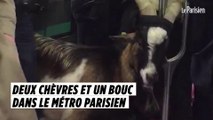 Deux chèvres et un bouc dans le métro parisien