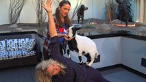 Goat Yoga is the Best Thing You’ve Never Tried