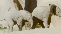 کالیفرنیا؛ بازی دو بچه فیل در باغ وحش سن دیگو