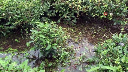 Şiddetli yağmur sonrası tarım arazilerini ve bir evi su bastı